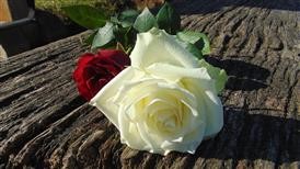 &quot;Flower Delivery Nyc Online